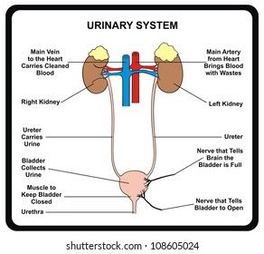 Gambar, Foto & Vektor Stok Serupa untuk Arteri, vena dan saraf lengan ...