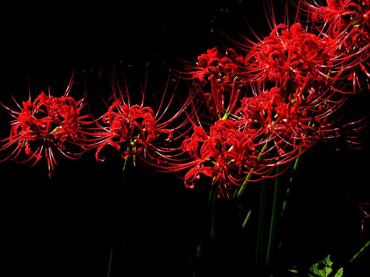 some red flowers are in the dark with long stems sticking out of it's petals