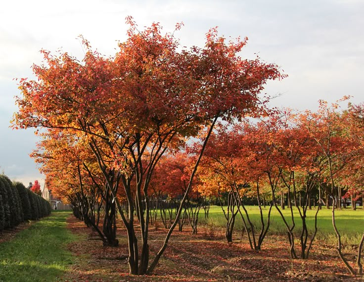 trees with orange and red leaves are lined up on the grass in front of a row of hedges