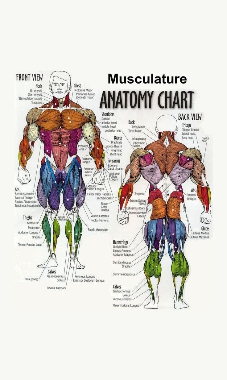 Free Printable Muscle Anatomy Charts