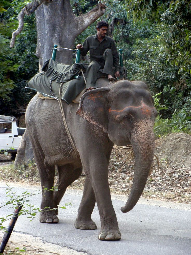 an elephant walking down the road with a man riding on top of it's back