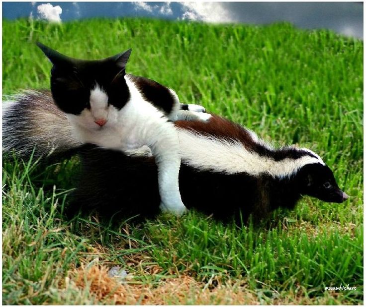 two black and white cats laying on top of each other in the middle of grass