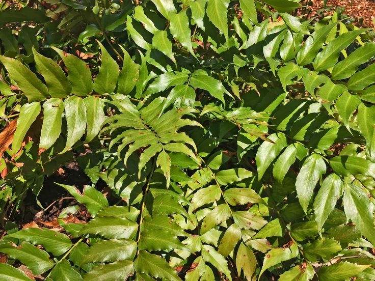 some green leaves are growing in the grass