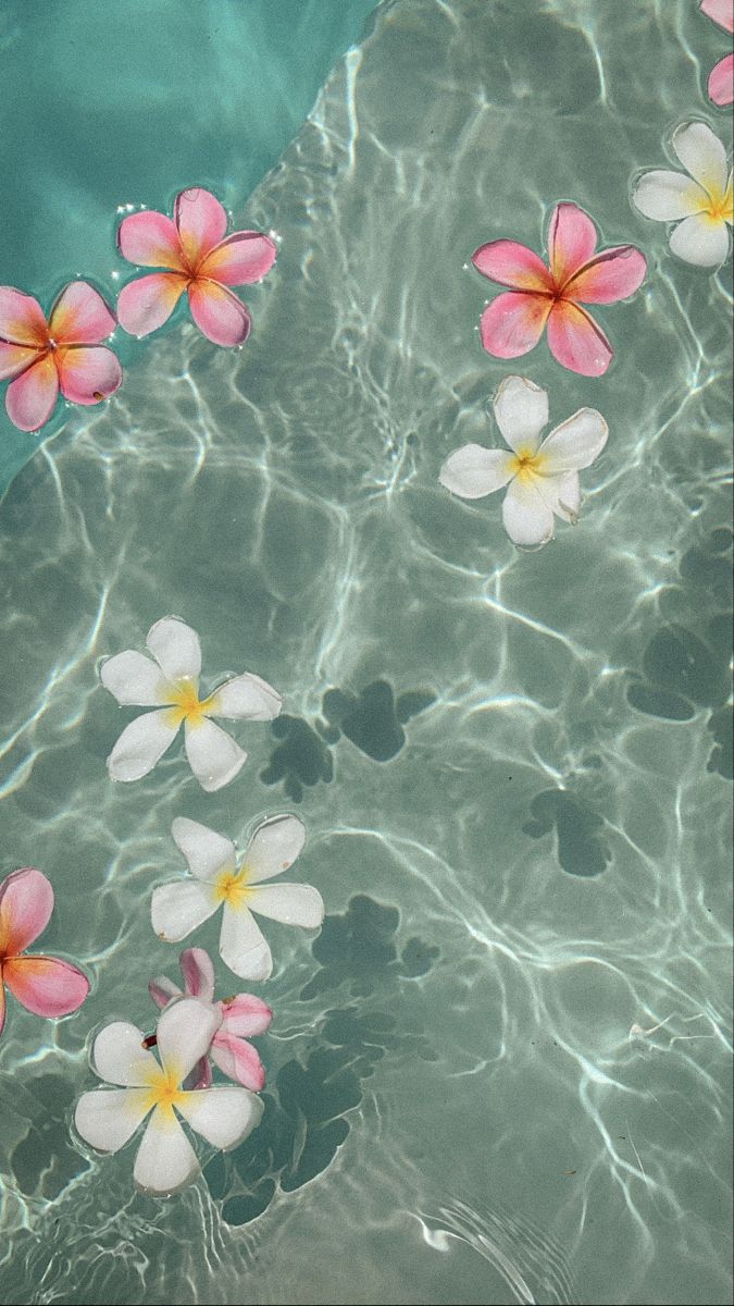 pink and white flowers floating in the water