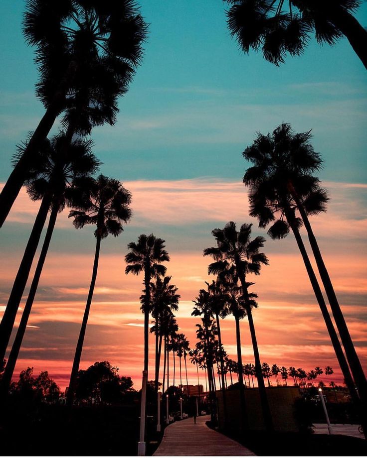 palm trees are silhouetted against an orange and blue sky