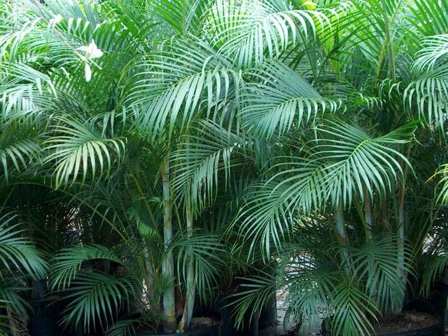 the leaves of a palm tree are shown in this image with sunlight shining through them