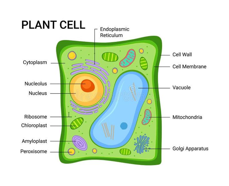 plant cell nucleus organelle drawing no labels - 2024