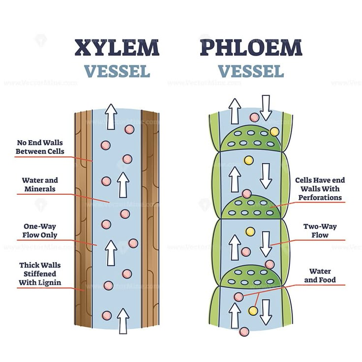 an image of a diagram showing the different types of phloem and vessel