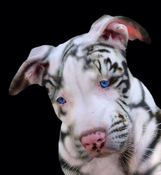 a white tiger dog with blue eyes on a black background