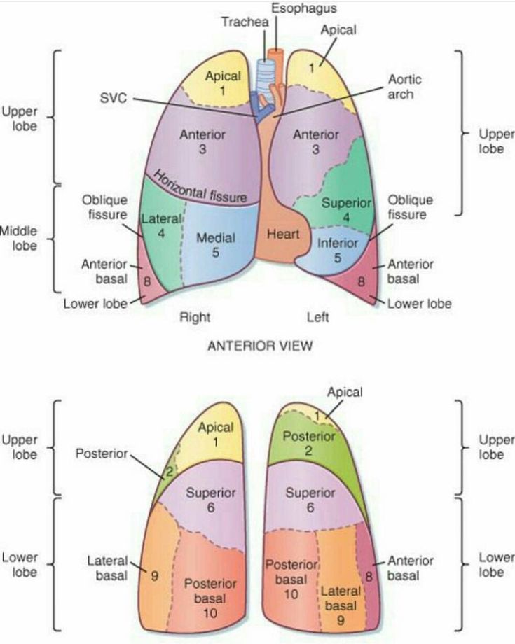 Pin by Andres Sanchez on Anatomy | Medical library, Lung anatomy, Lung ...