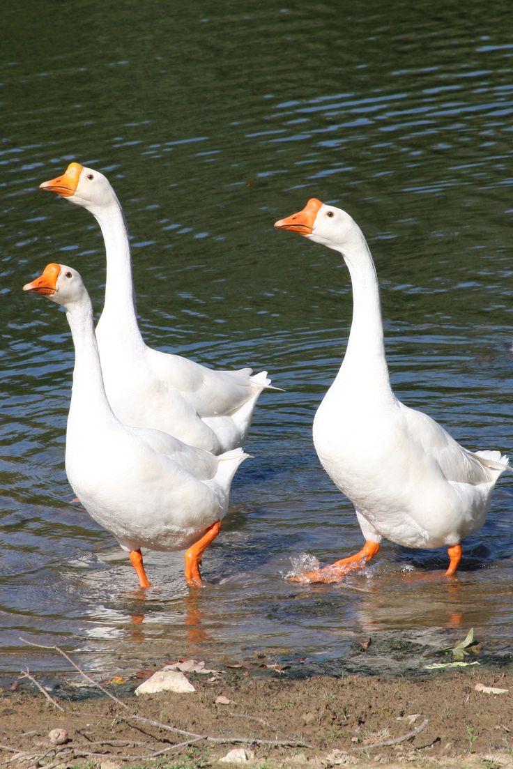 three white ducks are walking in the water