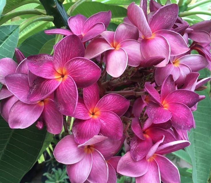 purple flowers are blooming in the garden