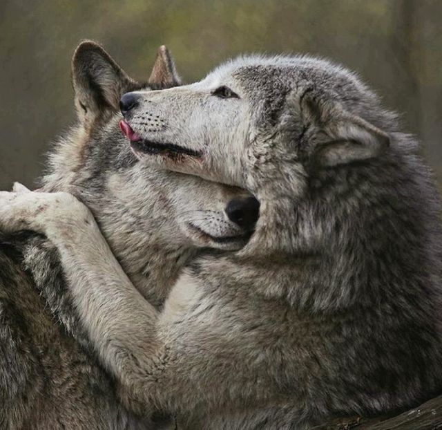 Pin by SacDChips on Cute wolf (couple and familly) | Animals beautiful ...