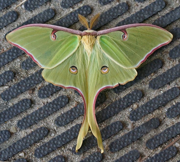 a large green moth sitting on the ground