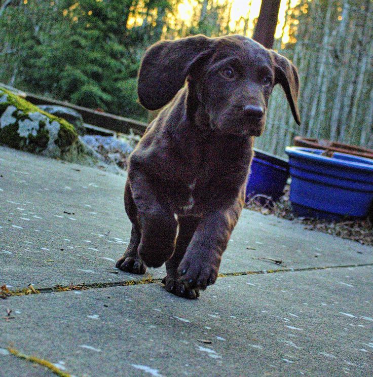 a brown dog is running on the sidewalk