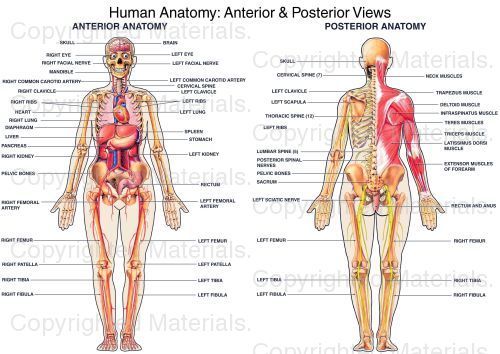 Human Anatomy: Anterior & Posterior Views Human Anatomy Diagram, William Harvey, Medical Projects, Anatomy Images, Nursing Board, Health Chart, Organ System, Medical School Essentials, Medical Medium