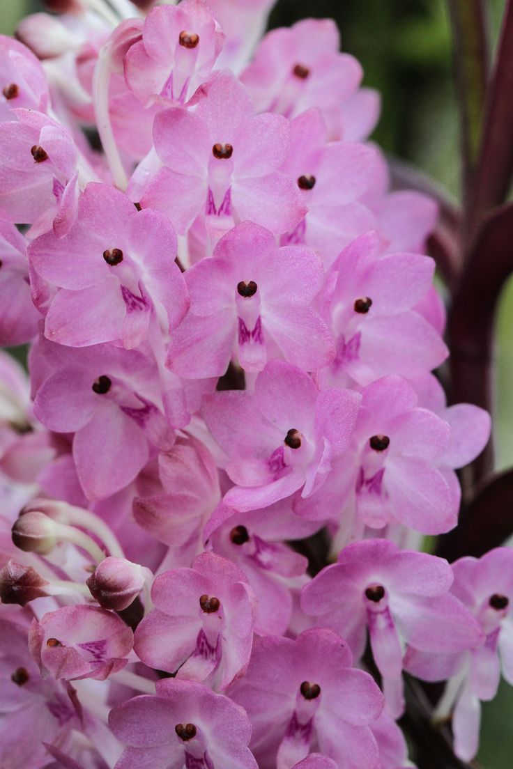 pink flowers are blooming in the garden