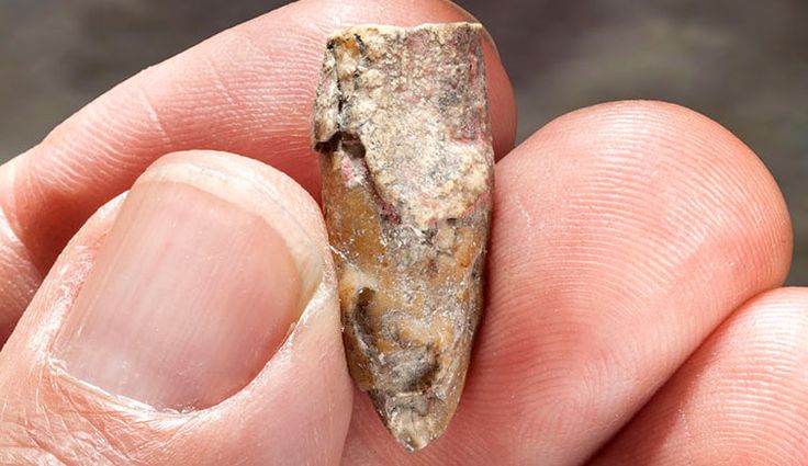 a hand holding a small piece of rock in it's left thumb and finger