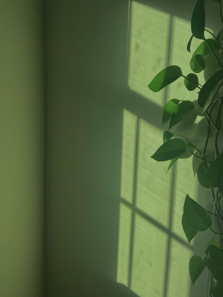 a plant is growing in the corner of a room with sunlight coming through the window