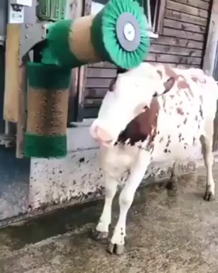 At the cow wash. Working at the cow wash, yeah! ♬ - Animals | Funny ...