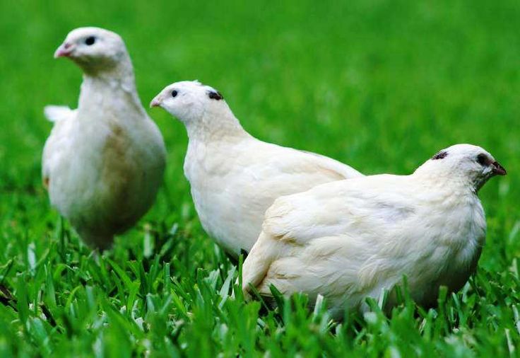 three white chickens standing in the grass looking at something to their left and right side