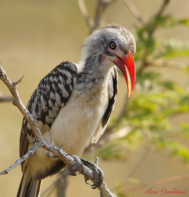 a bird sitting on top of a tree branch with a red beak and black head