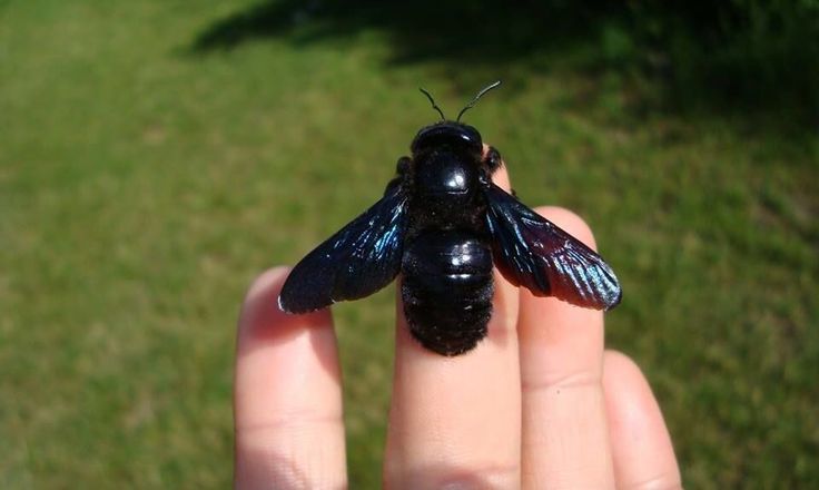 a small black insect sitting on top of a persons hand