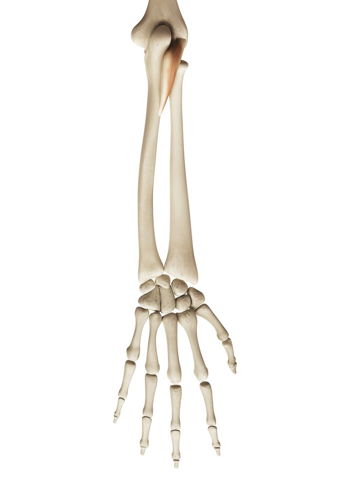 the bones of the lower limbs and upper limbs are shown in this image, with one arm showing