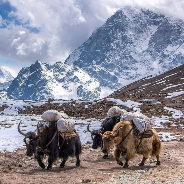 three yaks walking in the snow with mountains in the background