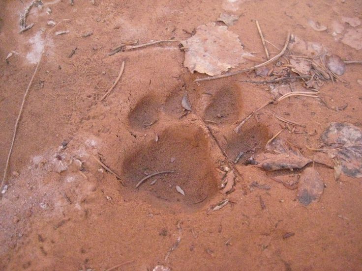 an animal's paw prints in the dirt