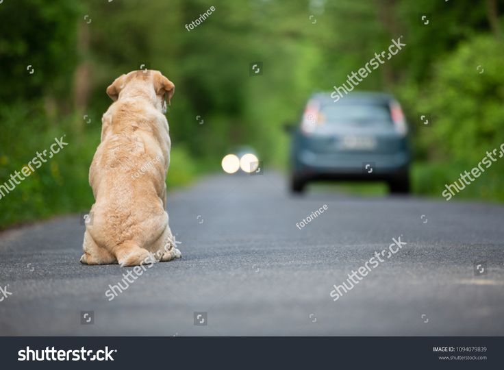 a brown dog sitting on the side of a road looking at a car in the distance