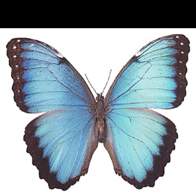 a blue butterfly with black spots on it's wings