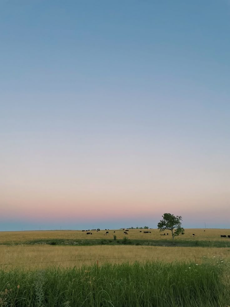 cows grazing in an open field at sunset