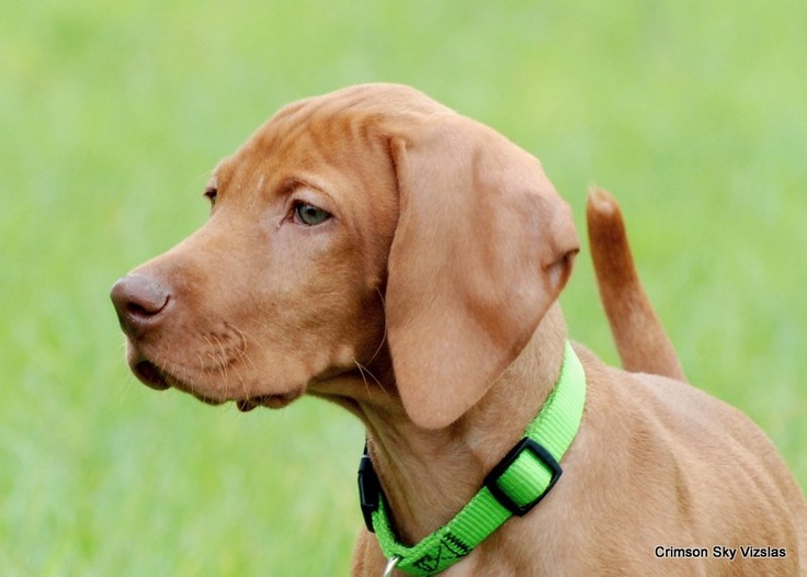 a brown dog wearing a green collar in the grass