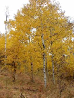 the trees are yellow and brown in color