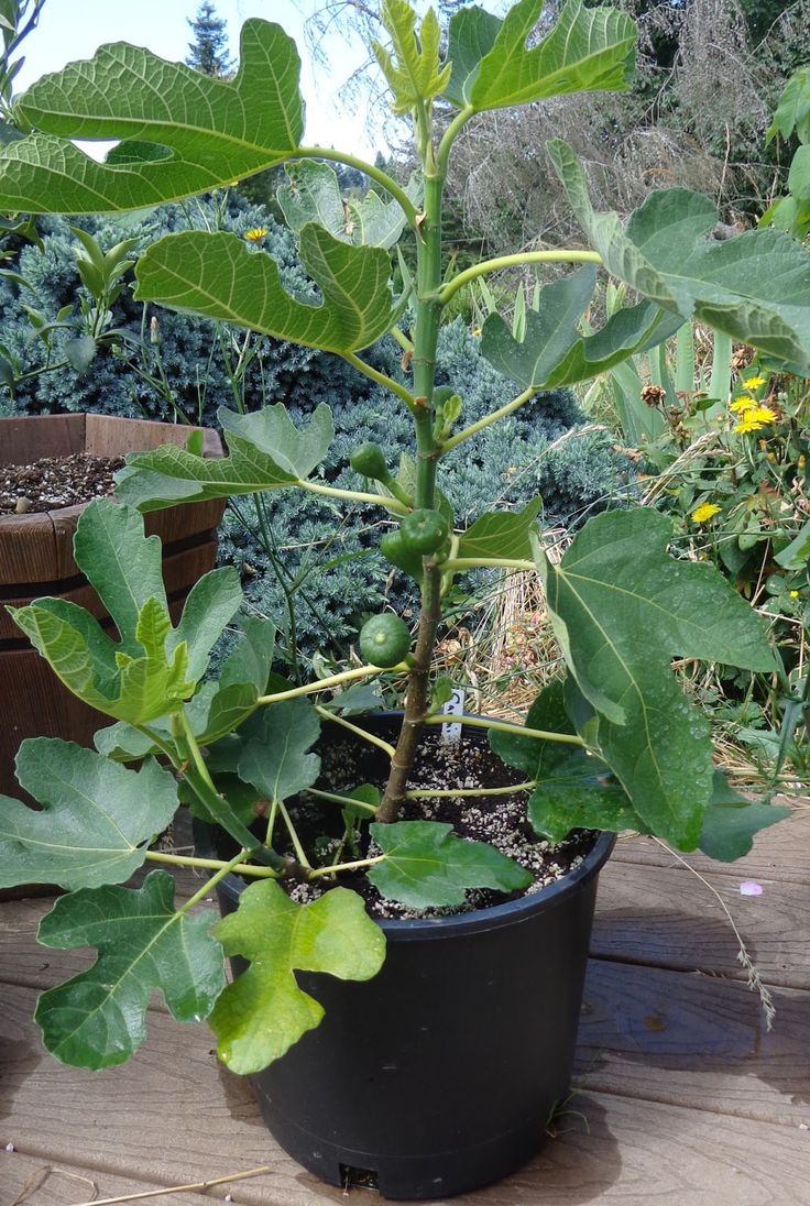 a potted plant with lots of green leaves on the top and bottom, sitting on a wooden deck