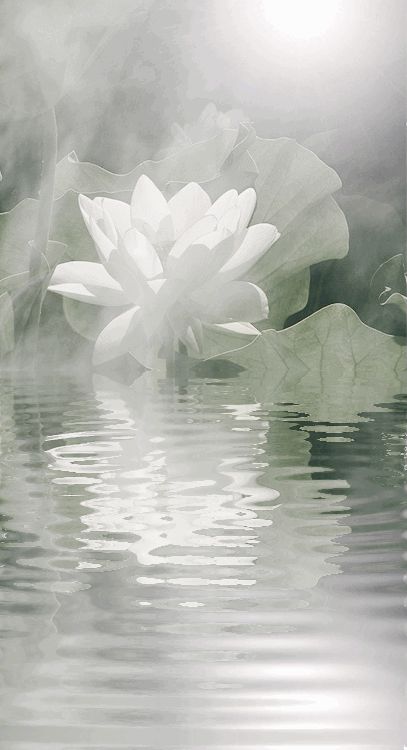 a large white flower floating on top of a body of water