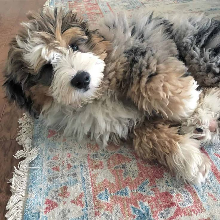 a shaggy dog laying on top of a rug