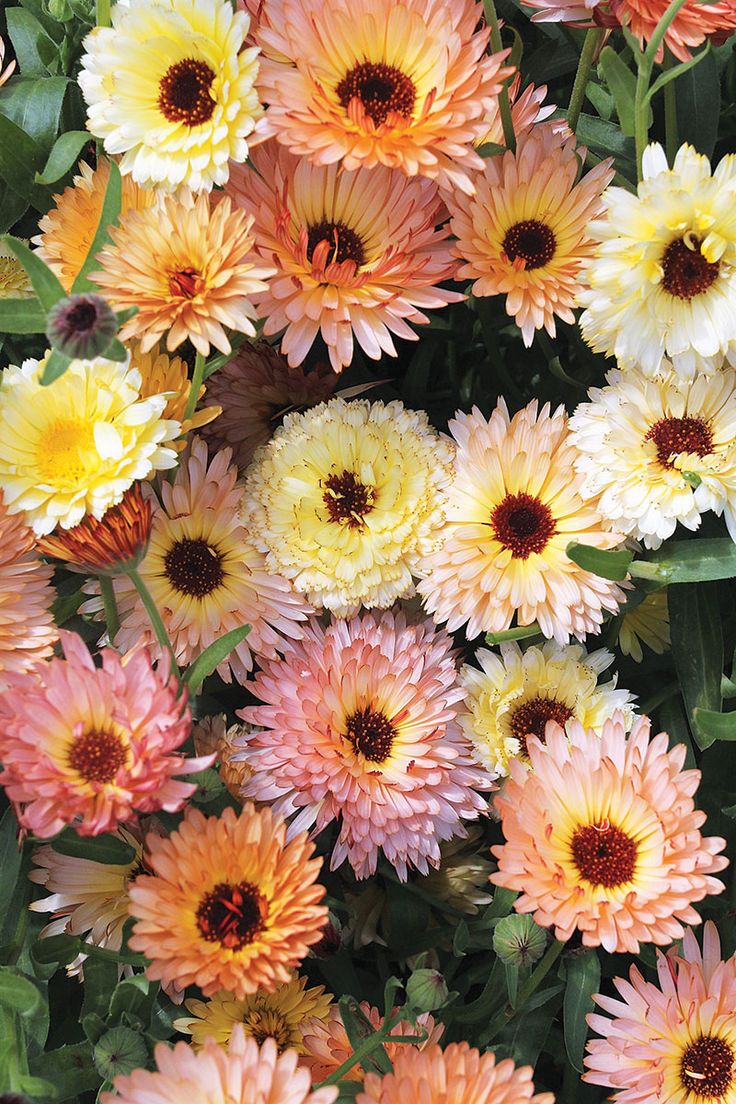 many different colored flowers together in a bouquet