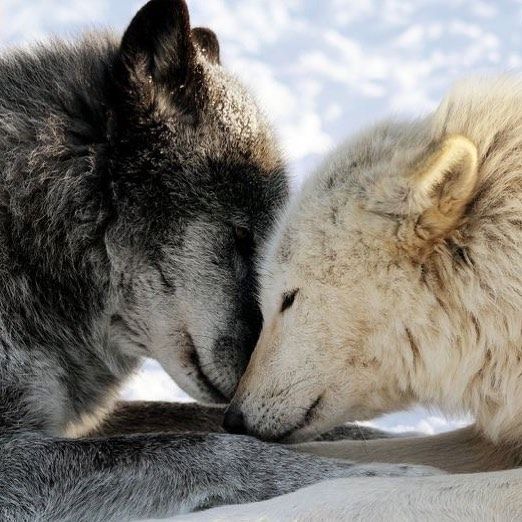 I love the compassion wolves have for each other! 😍🐺🖤 . Wishing ...