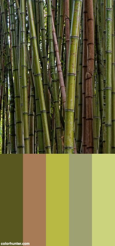 the color scheme is green, brown and white with bamboo trees in the back ground