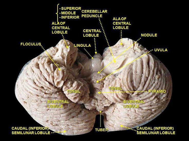 an image of the inside of a human body with labels on it's parts