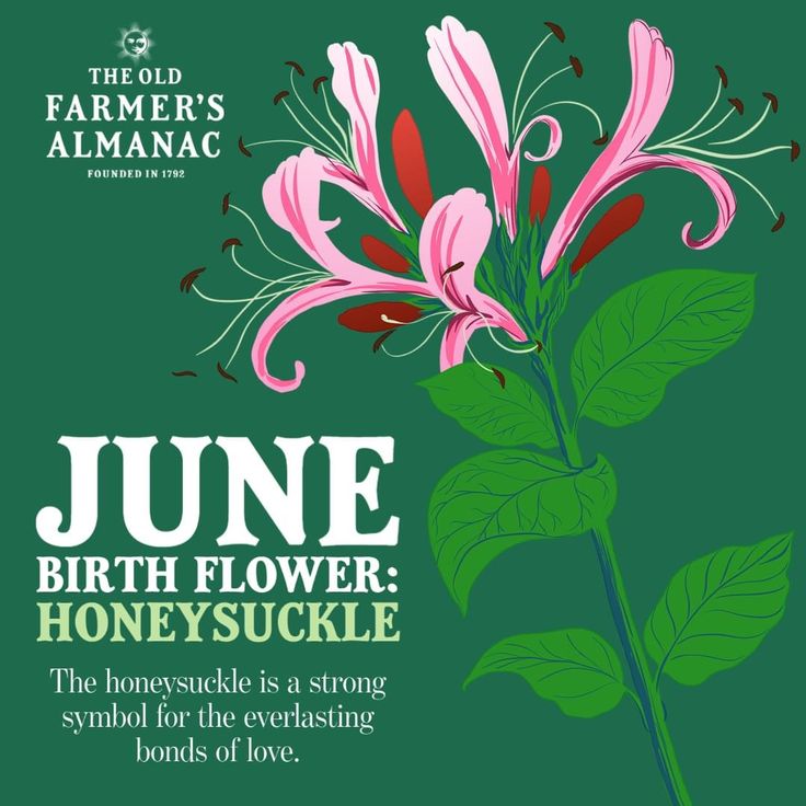 an advertisement for the farmer's almanacc featuring pink flowers and green leaves