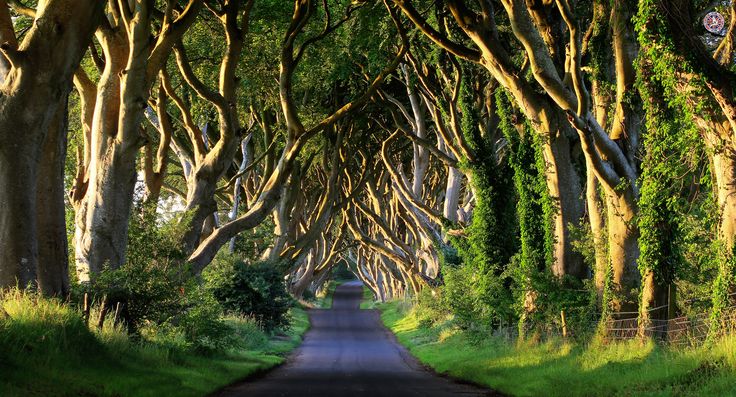 an image of a road that is lined with trees in the middle of the forest