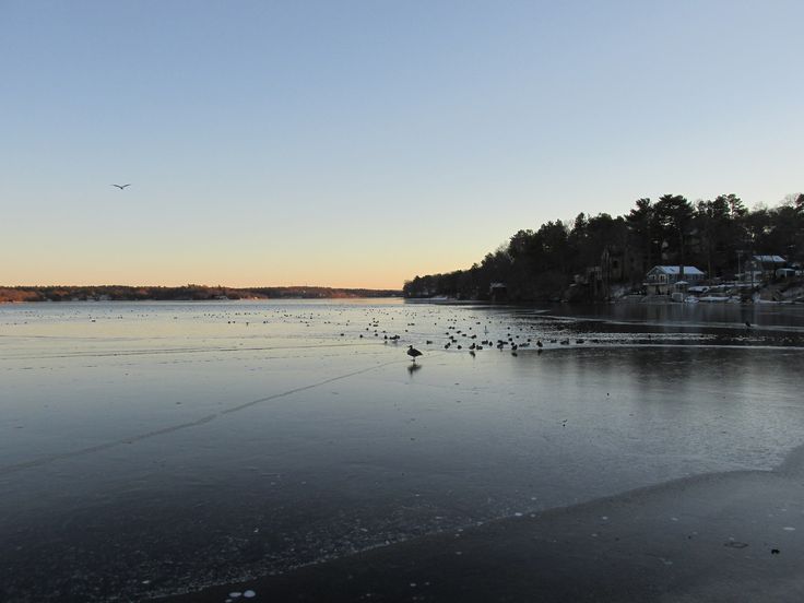 some birds are standing on the ice by the water's edge as the sun goes down