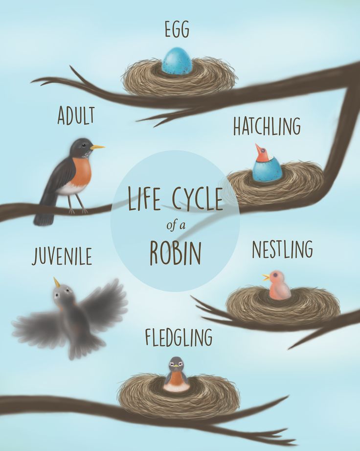 the life cycle of a robin on a tree branch with eggs in nests and another bird sitting on top of it