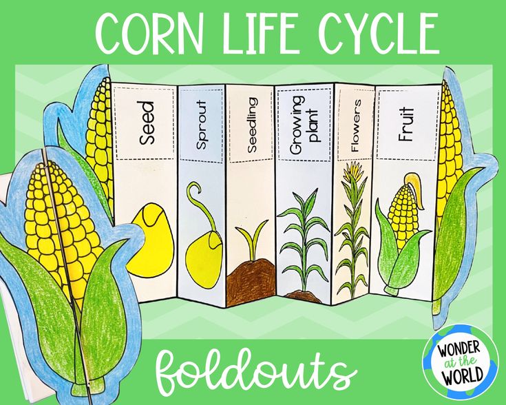 corn life cycle foldout for kids