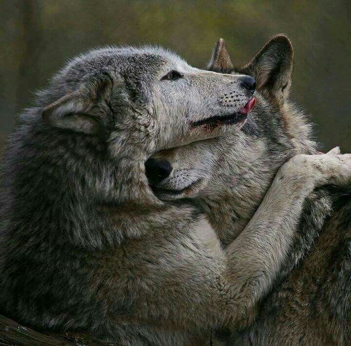 Pin by Prairie Flower on WOLVES | Beautiful wolves, Wolf love, Wolf dog