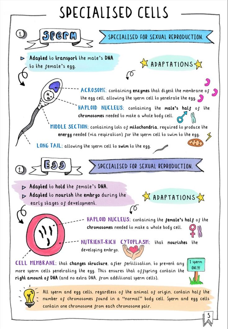 an illustrated diagram with different types of cell phones and their functions in the text below