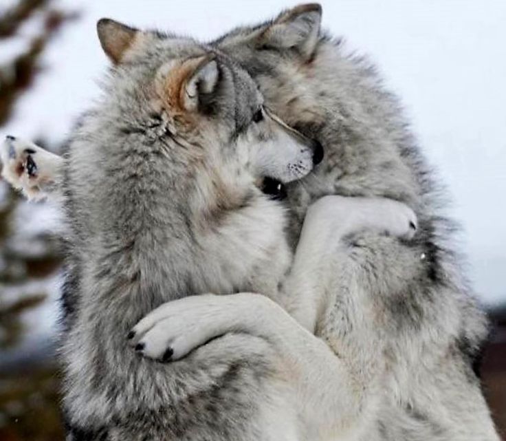 Wolves of pry at play~ | Wolf, Wolf love, Wolf husky